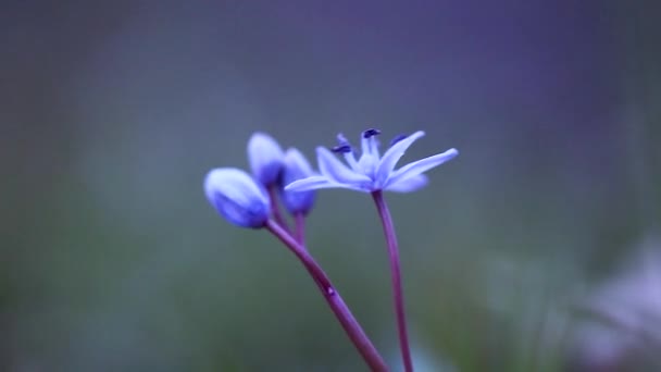 Scilla Bifolia Alpejski Squill Lub Dwuliściowy Squill Jest Rośliną Wieloletnią — Wideo stockowe