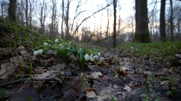 Die Ersten Frühlingsblumen Frühlingsschneeflocke Leucojum Vernum Abendlicht Leucojum Vernum Auch — Stockvideo