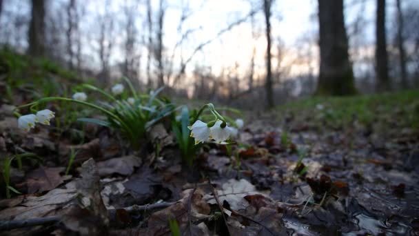 Las Primeras Flores Primaverales Primavera Copo Nieve Leucojum Vernum Luz — Vídeo de stock