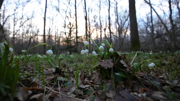 Las Primeras Flores Primaverales Primavera Copo Nieve Leucojum Vernum Luz — Vídeo de stock