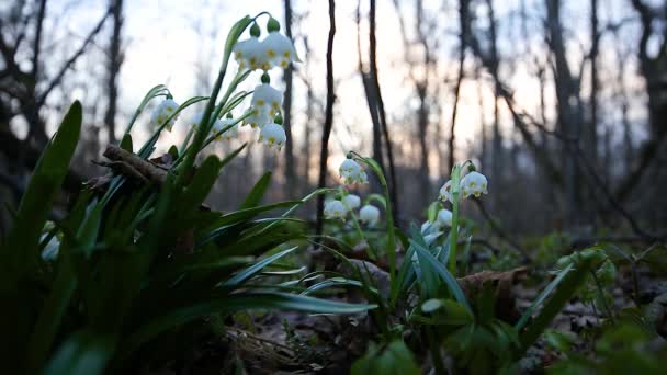 Las Primeras Flores Primaverales Primavera Copo Nieve Leucojum Vernum Luz — Vídeo de stock