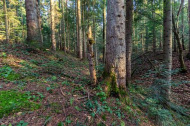 Güzel, güneşli gümüş köknar ormanı. Karpatlar 'ın doğal dağ kozalaklı köknarı (Avrupa gümüş köknarı) ormanı.