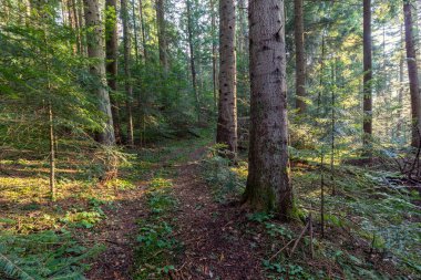 Güzel, güneşli gümüş köknar ormanı. Karpatlar 'ın doğal dağ kozalaklı köknarı (Avrupa gümüş köknarı) ormanı.