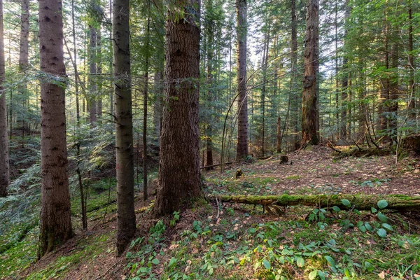 Beautiful Sunlit silver fir Forest. Natural mountain coniferous fir (European silver fir) forest of the Carpathians.