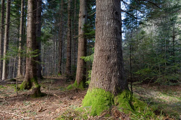 Prachtig Zilverkleurig Dennenbos Natuurlijke Bergachtige Dennenbos Europees Zilversparrenbos Van Karpaten — Stockfoto