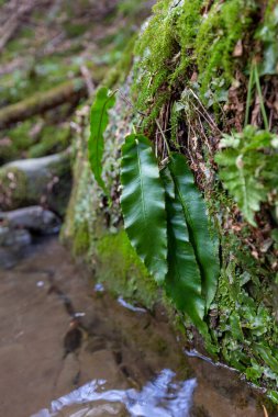 Asplenium scolopendrium, Hart 's-language veya Hart' s-language eğreltiotu (syn. Phyllitis scolopendrium, Aspleniaceae familyasından bir eğrelti otudur.