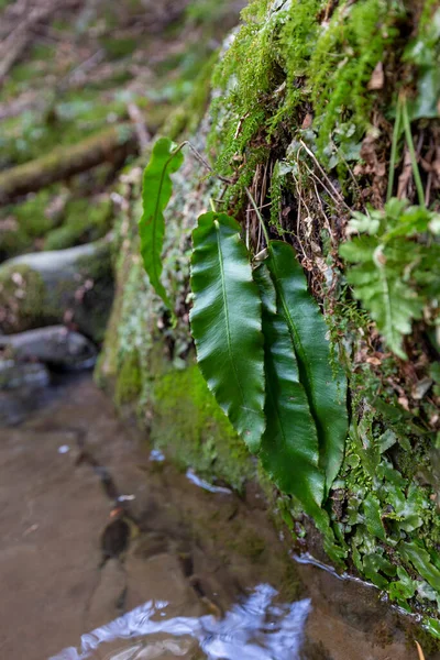 Asplenium scolopendrium, Hart 's-language veya Hart' s-language eğreltiotu (syn. Phyllitis scolopendrium, Aspleniaceae familyasından bir eğrelti otudur.