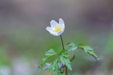 Anemonoides nemorosa (syn. Anemone nemorosa (Anemone nemorosa), Ranunculaceae familyasından bir çiçek bitkisidir..
