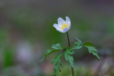Anemonoides nemorosa (syn. Anemone nemorosa (Anemone nemorosa), Ranunculaceae familyasından bir çiçek bitkisidir..