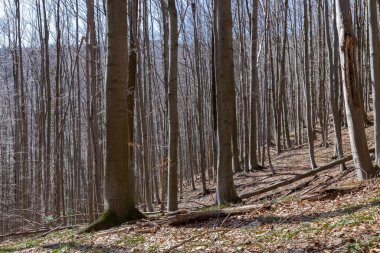 Karpatlar 'daki doğal kayın ormanı ilkbaharın başlarında kar yağdıktan sonra. Yapraksız bir eyalette yaprak döken kayın ormanları. Karpatların saf yaprak döken ormanları..