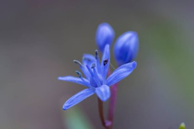 Scilla bifolia, Asparagaceae familyasından uzun ömürlü bir bitki türü. Erken dönem çiçekli bitki Scilla bifolia 'nın sanat fotoğrafı.