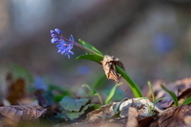 Scilla bifolia, Asparagaceae familyasından uzun ömürlü bir bitki türü. Erken dönem çiçekli bitki Scilla bifolia 'nın sanat fotoğrafı.
