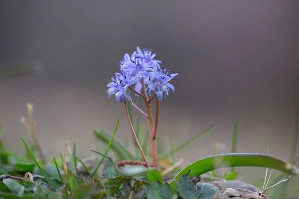 Scilla Bifolia Αλπική Squill Δίφυλλη Squill Είναι Ένα Ποώδες Πολυετές — Φωτογραφία Αρχείου