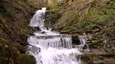 Karpatlar nehri üzerinde harika bir şelale. Şelale, Skole Beskydy Ulusal Parkı, Ukrayna. Karpatya nehri, hızlı akım, kristal su. Karpat dağında muhteşem bir şelale