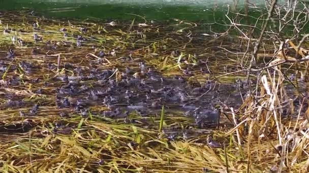 Fortpflanzung Des Gemeinen Froschs Rana Temporaria Zeitigen Frühjahr Gemeiner Frosch — Stockvideo