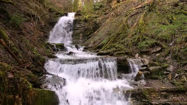 Magnifique Cascade Sur Rivière Montagne Des Carpates Cascade Parc National — Video