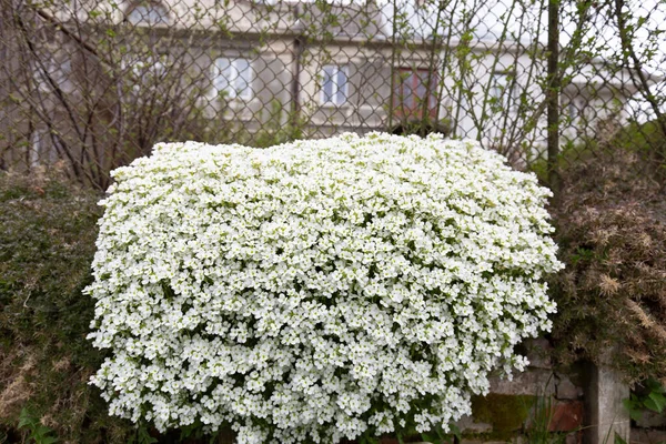 Primavera Dispersión Flores Blancas Aubrieta Entre Grandes Piedras Jardín Planta — Foto de Stock