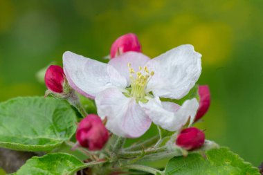 Çiçek açarken elma ağacı. Elma ağacı çiçeği yakın plan. Çiçek açmış elma bahçesi. Güzel pembe ve beyaz elma ağacı çiçekleri. Bulanık bir arka planda elma ağacı çiçekleri ve tomurcukları. Malus domestica çiçeği