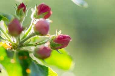 Çiçek açarken elma ağacı. Elma ağacı çiçeği yakın plan. Çiçek açmış elma bahçesi. Güzel pembe ve beyaz elma ağacı çiçekleri. Bulanık bir arka planda elma ağacı çiçekleri ve tomurcukları. Malus domestica çiçeği