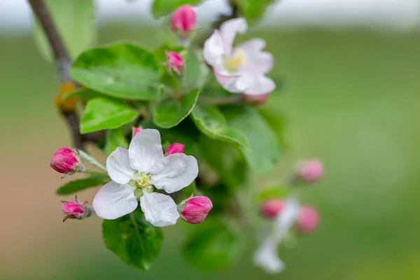 開花時にリンゴの木 リンゴの木の花を閉じる 開花中のリンゴの果樹園 美しいピンクと白のリンゴの木の花 背景がぼやけているリンゴの木の花や芽 マルス国内の花 — ストック写真