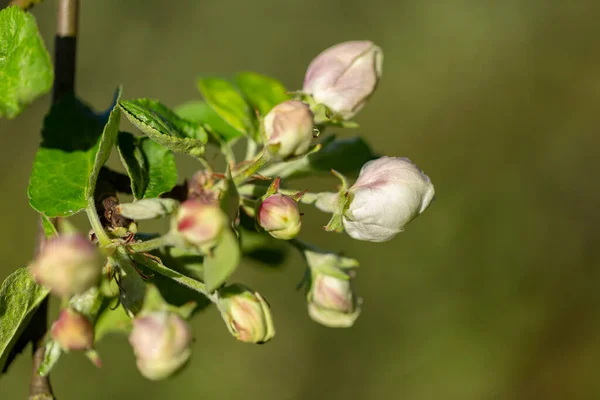 開花時にリンゴの木 リンゴの木の花を閉じる 開花中のリンゴの果樹園 美しいピンクと白のリンゴの木の花 背景がぼやけているリンゴの木の花や芽 マルス国内の花 — ストック写真