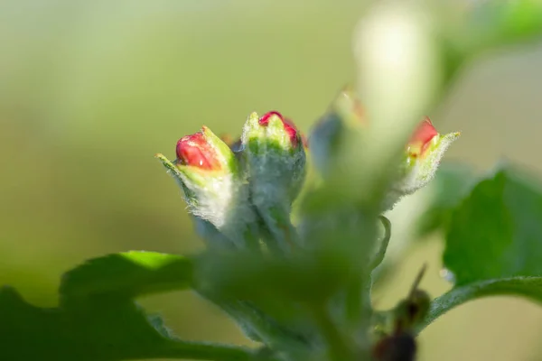 Manzano Momento Floración Primer Plano Flor Del Manzano Huerto Manzanas — Foto de Stock