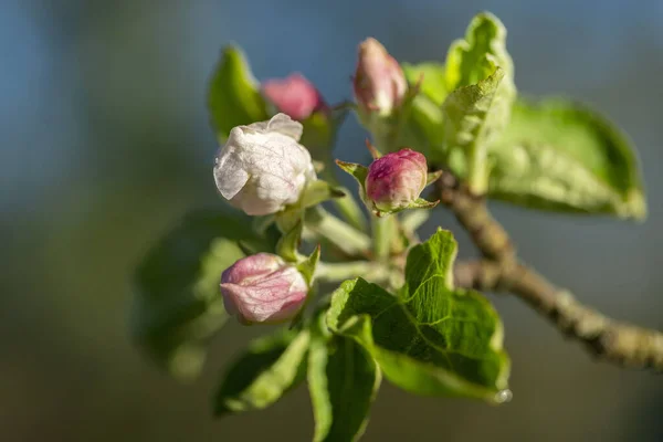 開花時にリンゴの木 リンゴの木の花を閉じる 開花中のリンゴの果樹園 美しいピンクと白のリンゴの木の花 背景がぼやけているリンゴの木の花や芽 マルス国内の花 — ストック写真