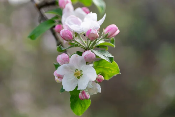 Äppelträd Vid Blomningstidpunkten Äppelträd Blomma Närbild Äppelträdgård Blom Vackra Rosa — Stockfoto