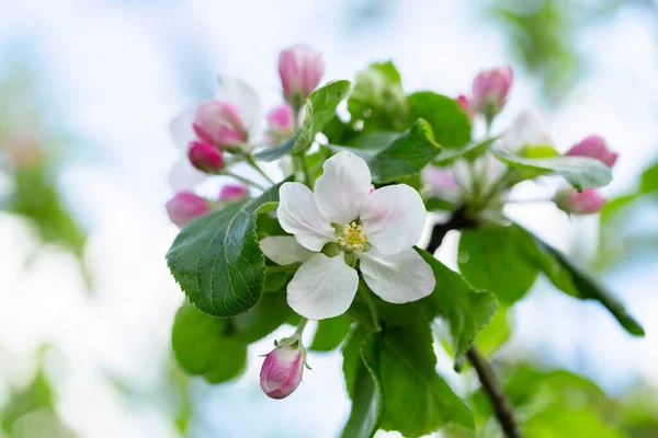 Äppelträd Vid Blomningstidpunkten Äppelträd Blomma Närbild Äppelträdgård Blom Vackra Rosa — Stockfoto