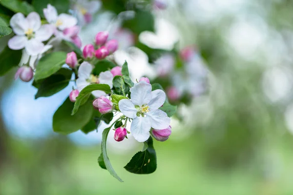 Яблоня Время Цветения Цветок Яблони Крупным Планом Яблочный Сад Цвету — стоковое фото
