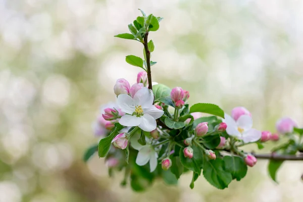 開花時にリンゴの木 リンゴの木の花を閉じる 開花中のリンゴの果樹園 美しいピンクと白のリンゴの木の花 背景がぼやけているリンゴの木の花や芽 マルス国内の花 — ストック写真