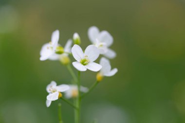 Cardamine pratensis (guguk kuşu çiçeği, bayan önlüğü, mayflower veya sütçü kız), Brassicaceae familyasından bir çiçektir. Harika çiçekler Cuckoo çiçeği (Cardamine pratensis) seçici odaklanma.
