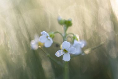 Cardamine pratensis (guguk kuşu çiçeği, bayan önlüğü, mayflower veya sütçü kız), Brassicaceae familyasından bir çiçektir. Harika çiçekler Cuckoo çiçeği (Cardamine pratensis) seçici odaklanma.