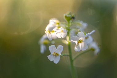 Cardamine pratensis (guguk kuşu çiçeği, bayan önlüğü, mayflower veya sütçü kız), Brassicaceae familyasından bir çiçektir. Harika çiçekler Cuckoo çiçeği (Cardamine pratensis) seçici odaklanma.