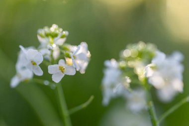 Cardamine pratensis (guguk kuşu çiçeği, bayan önlüğü, mayflower veya sütçü kız), Brassicaceae familyasından bir çiçektir. Harika çiçekler Cuckoo çiçeği (Cardamine pratensis) seçici odaklanma.