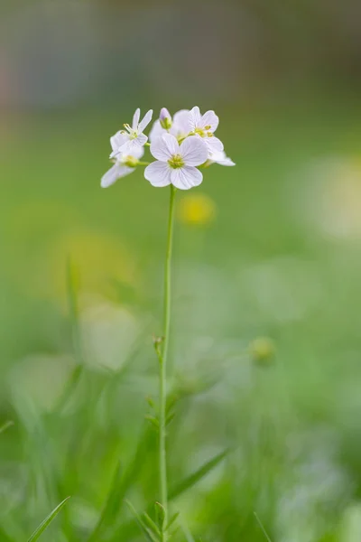 Cardamine Pratensis Fleur Coucou Blouse Dame Mayflower Les Laitières Est — Photo