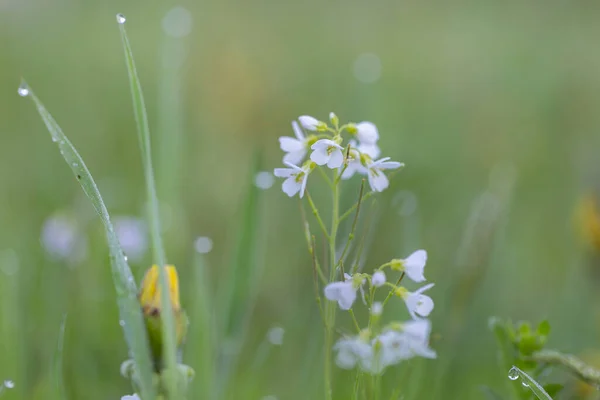 Cardamine Pratensis Λουλούδι Κούκος Γυναικεία Ποδιά Μαγιλάουερ Γαλατάδες Είναι Ανθοφόρο — Φωτογραφία Αρχείου