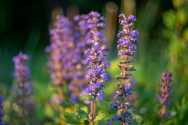 Ajuga reptans (bugleherb, bugleweed, bugleweed, carpetweed, ortak borazan), Lamiaceae familyasından uzun ömürlü bir bitki türü. Bahar çayırı (Ajuga reptans), doğal arkaplan.