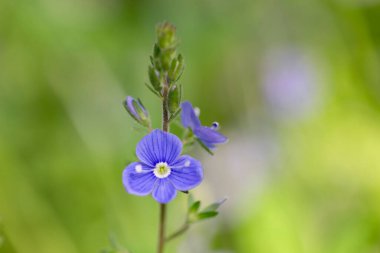 Veronica Chamaedrys (Almanca: 