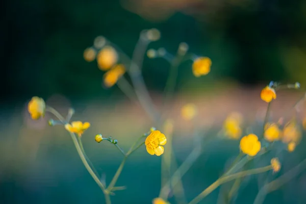 Ranunculus acris, Ranunculacea familyasından bir çiçek bitkisidir. Yaz manzarası. Düğünçiçeğinin sarı çiçekleri. Çiçek arkaplanı. 