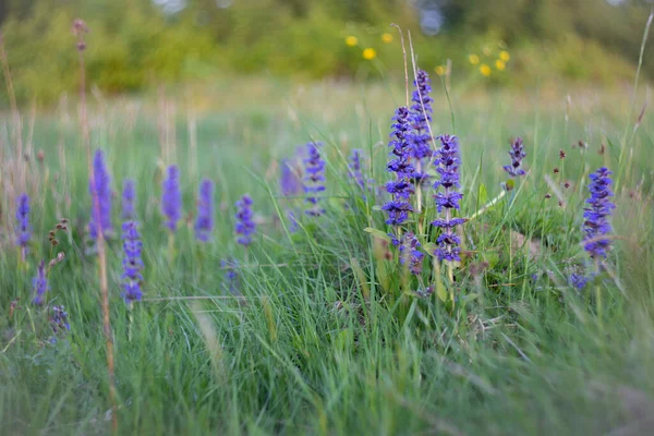 Pugsle Bugleherb Bugleherb Bugleweed Petpetardweed Common Bugle வரம வசந இயற — ஸ்டாக் புகைப்படம்