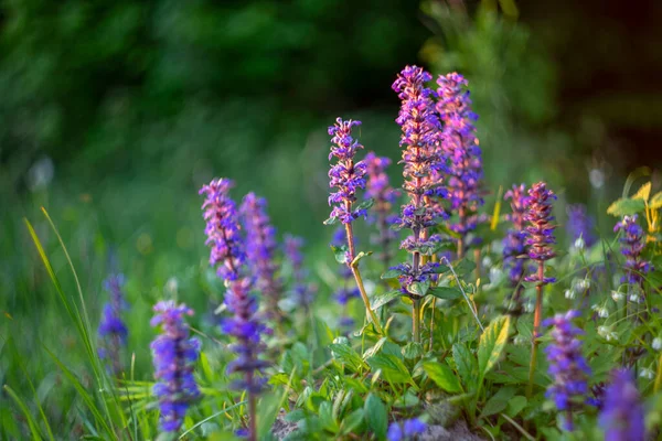Ajuga reptans (bugleherb, bugleweed, bugleweed, carpetweed, ortak borazan), Lamiaceae familyasından uzun ömürlü bir bitki türü. Bahar çayırı (Ajuga reptans), doğal arkaplan.