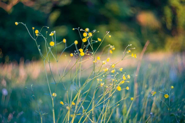 Ranunculus Acris Луговой Лютик Высокий Лютик Обычный Лютик Вид Цветущего Стоковое Фото