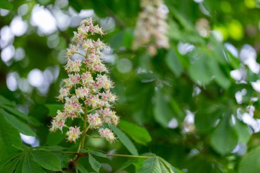 Aesculus hipocastanum, Sapindaceae familyasından bir bitki türü. Baharda çiçek açan kestane ağacı. Aesculus hipocastanum. Aesculus hipokastanum filizlenen ağaç