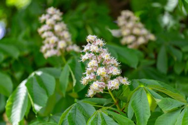 Aesculus hipocastanum, Sapindaceae familyasından bir bitki türü. Baharda çiçek açan kestane ağacı. Aesculus hipocastanum. Aesculus hipokastanum filizlenen ağaç