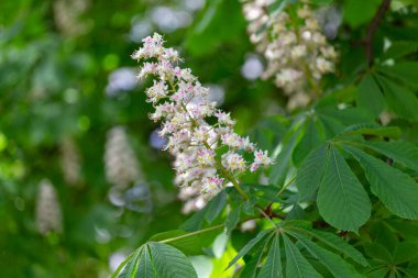 Aesculus hipocastanum, Sapindaceae familyasından bir bitki türü. Baharda çiçek açan kestane ağacı. Aesculus hipocastanum. Aesculus hipokastanum filizlenen ağaç