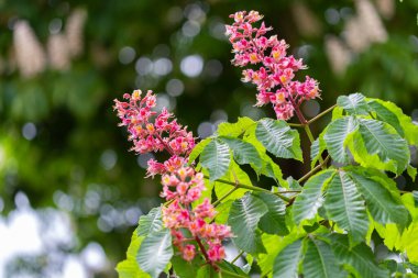 Aesculus pavia, Sapindaceae familyasından bir yaprak döken bitki türüdür. Kırmızı kestane çiçeği açan ağaç baharda bulanık doğal arka planda.