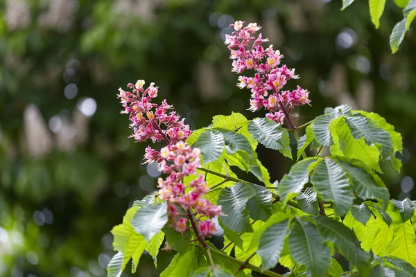 Aesculus Pavia Known Red Buckeye Firecracker Plant Species Deciduous Flowering — Stock Photo, Image