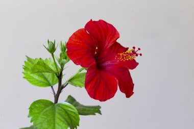 Hibiscus rosa-sinensis 'in, halk arasında Çin amfibiği olarak bilinen yakın çekim alanı genellikle süs bitkisi olarak yetiştirilir. Kırmızı çiçek Çin gülü (Hibiscus rosa-sinensis) detaylı olarak