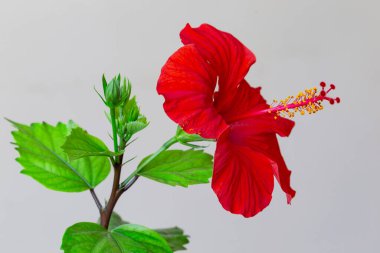 Hibiscus rosa-sinensis 'in, halk arasında Çin amfibiği olarak bilinen yakın çekim alanı genellikle süs bitkisi olarak yetiştirilir. Kırmızı çiçek Çin gülü (Hibiscus rosa-sinensis) detaylı olarak